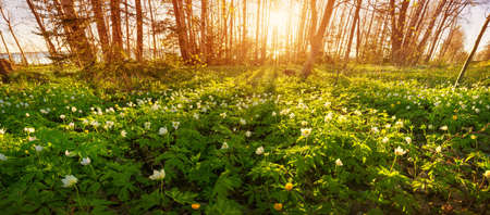 Anemone flowers in the parkの写真素材