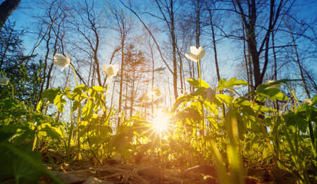 Anemone flowers in the parkの写真素材