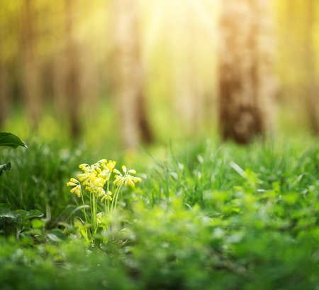 birch tree forest in morningの写真素材