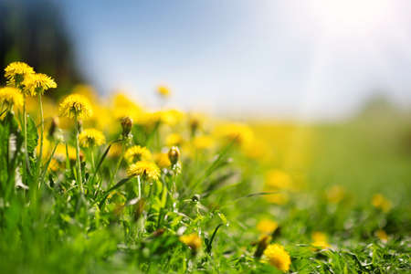 Field with dandelions and blue skyの写真素材