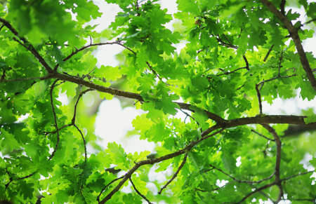 Oak leaves background in summer with beautiful sunlightの写真素材