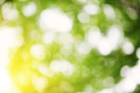 Blurred foliage backgroundの写真素材