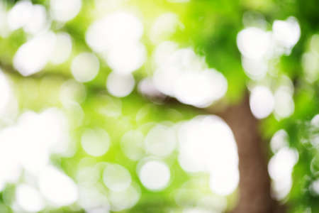 Blurred foliage backgroundの写真素材