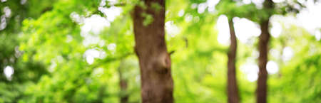 Oak leaves background in summer with beautiful sunlightの写真素材