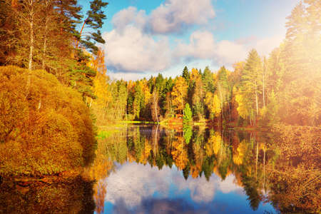 trees with multicolored leaves on shore at lakeの写真素材