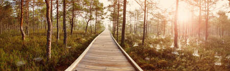 Viru bogs at Lahemaa national parkの写真素材