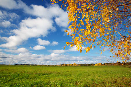 trees on the field in autumn on beautiful sunny dayの写真素材