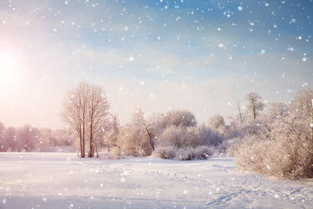 Beautiful trees in winter landscape in early morningの写真素材