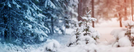 Beautiful tree in winter landscape in late eveningの写真素材