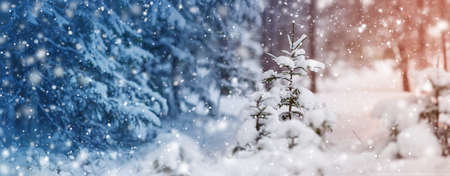Beautiful tree in winter landscape in late eveningの写真素材