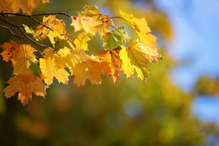 yellow maple leaves in autumn with beautiful sunlightの写真素材