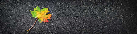 yellow maple leaf in autumn on wet black asphaltの写真素材