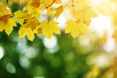 yellow maple leaves in autumn with beautiful sunlightの写真素材
