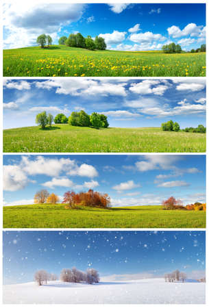 Beautiful trees in four seasons landscape on the field