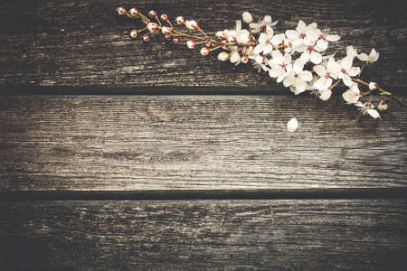 White cherry flowers on old wooden backgroundの写真素材