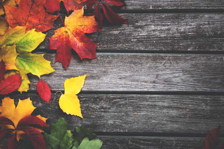 Multicolored leaves on old weathered wooden backgroundの写真素材