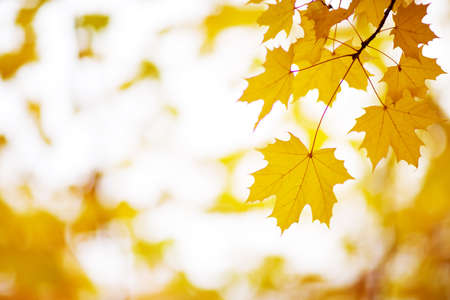 yellow maple leaves in autumn with beautiful sunlightの写真素材