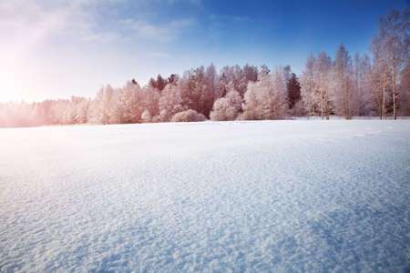 Beautiful trees in winter landscape in early morningの写真素材