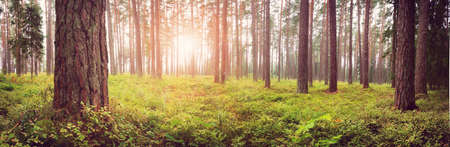 Lahemaa national park forest panorama in septemberの写真素材