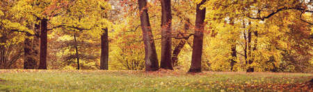 trees on the field in autumnの写真素材