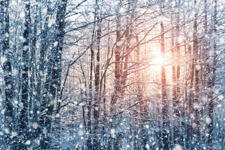 trees covered with snow in the forest in winterの写真素材