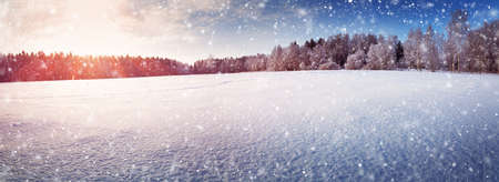 Beautiful tree in winter landscape in late eveningの写真素材