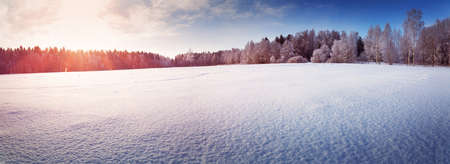 Beautiful tree in winter landscape in late eveningの写真素材