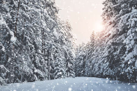 winter road in the morningの写真素材
