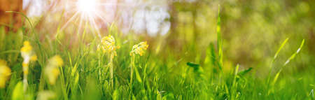 Panoramic view to spring flowers in the parkの写真素材