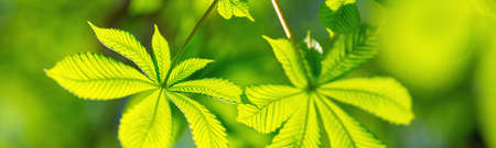 New leaves in summerの写真素材