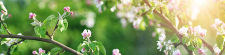 blurred apple tree backgroundの写真素材