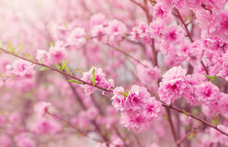 blurred sakura tree backgroundの写真素材