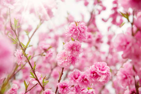 blurred sakura tree backgroundの写真素材