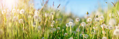 Field with dandelions and blue skyの写真素材