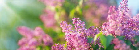 Lilac flowers blooming outdoorsの写真素材