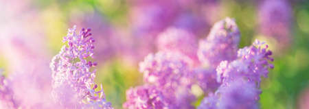 Lilac flowers blooming outdoorsの写真素材