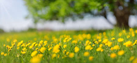 Field with dandelions and blue skyの写真素材