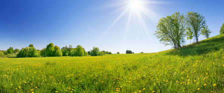 Field with dandelions and blue skyの写真素材