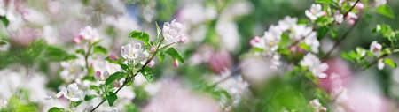 blurred apple tree backgroundの写真素材