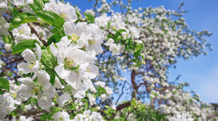 blurred apple tree backgroundの写真素材