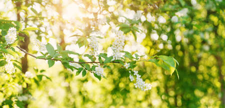 New leaves in summerの写真素材