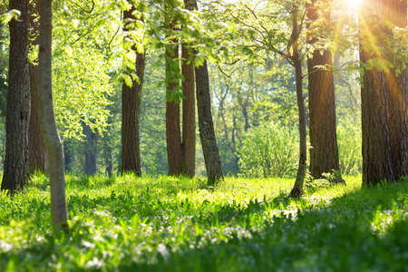 Tree foliage in morning lightの写真素材