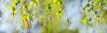 New birch leavesの写真素材