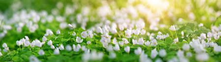 Wood with spring flowersの写真素材