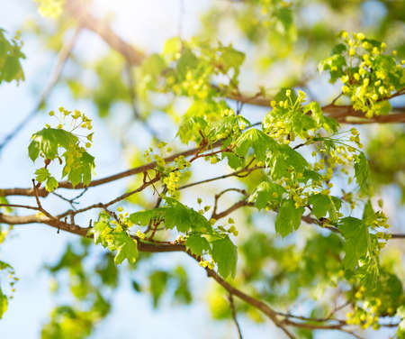 New maple leavesの写真素材