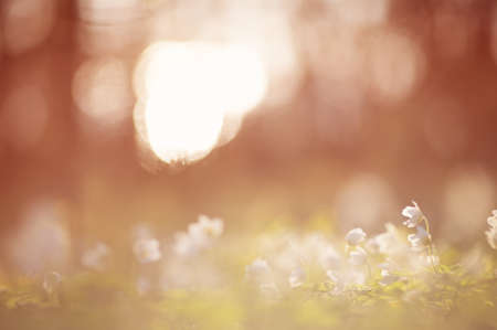Wood with beautiful spring flowers at sunsetの写真素材