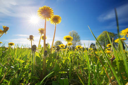 Field with dandelions and blue skyの写真素材