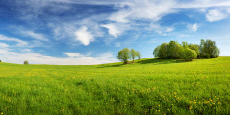Field with dandelions and blue skyの写真素材