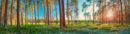 Coniferous forest with morning sun shiningの写真素材