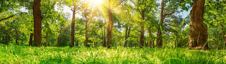 Tree foliage in morning lightの写真素材